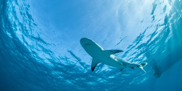 Caribbean reef shark, a Bahama-szigetek — Stock Fotó