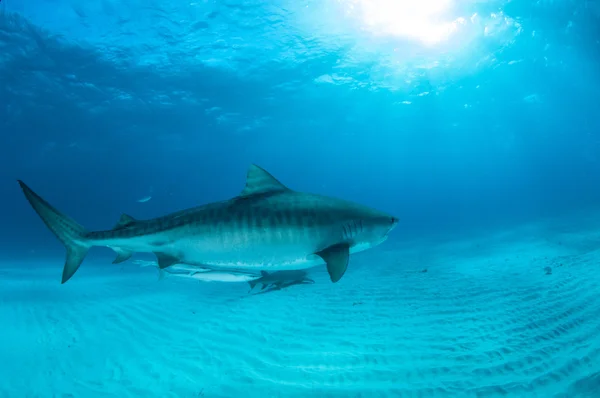 Tiburón tigre buceando en Bahamas — Foto de Stock