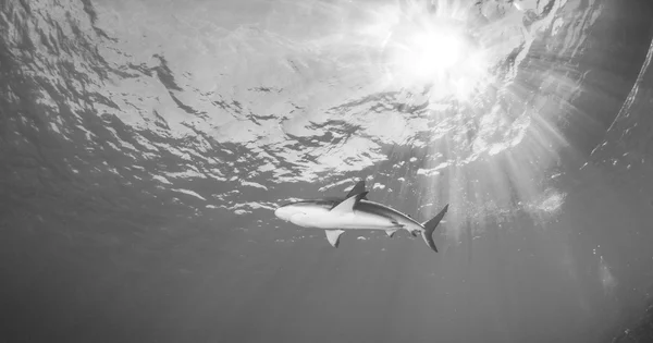 Żarłacz Karaibski — Zdjęcie stockowe