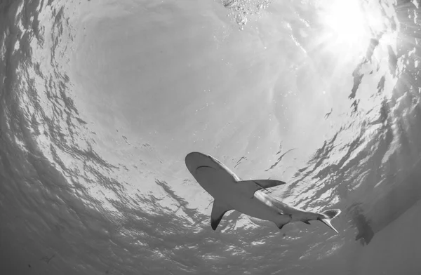 Vestindien Reef Shark - Stock-foto