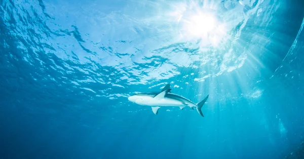 Tiburón arrecife del Caribe — Foto de Stock