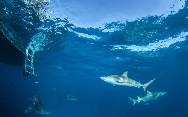 カリブ海リーフ サメ — ストック写真