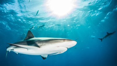 Karayip resif köpekbalığı