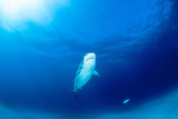 Tiburón tigre buceo —  Fotos de Stock