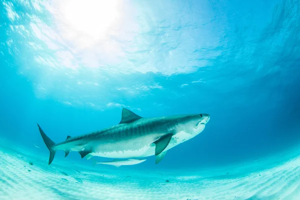 Tiburón tigre buceo — Foto de Stock
