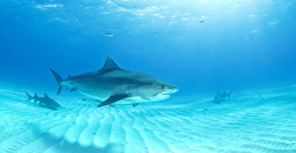 타이거 상어 다이빙 — 스톡 사진
