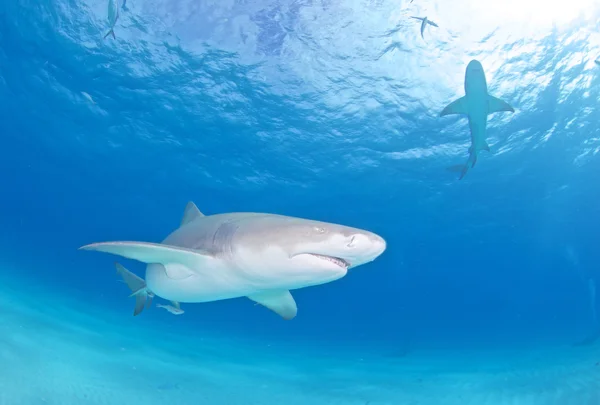 Lemon shark på Bahamas — Stockfoto