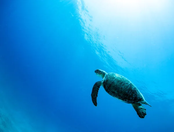 Sea turtle in Turkeyy — Stock Photo, Image