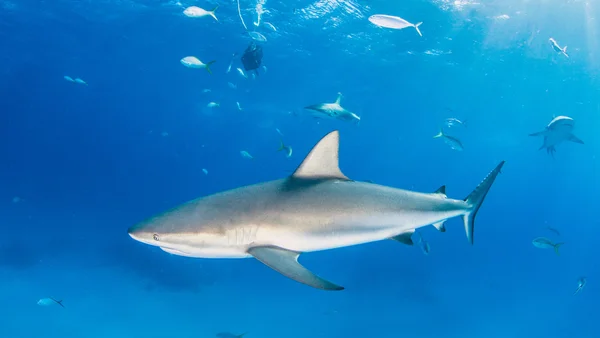 Caribbean reef shark Royalty Free Stock Photos