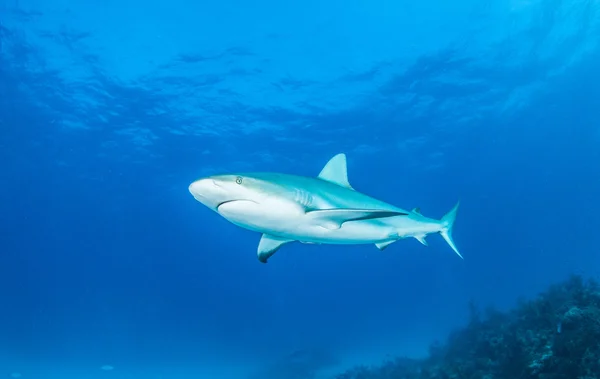 Caribbean reef shark Stock Image