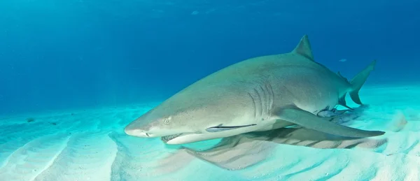 Lemon shark diving — Stock Photo, Image