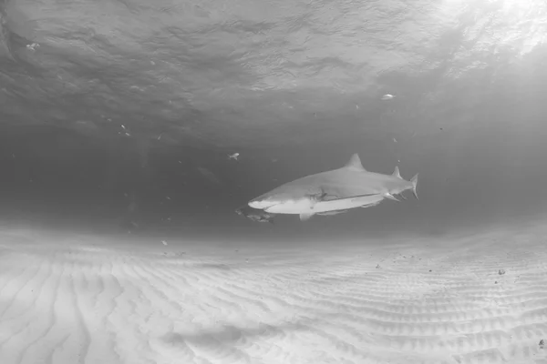 Lemon shark diving — Stock Photo, Image