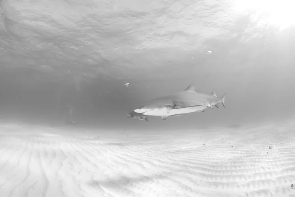 Дайвинг лимонных акул — стоковое фото