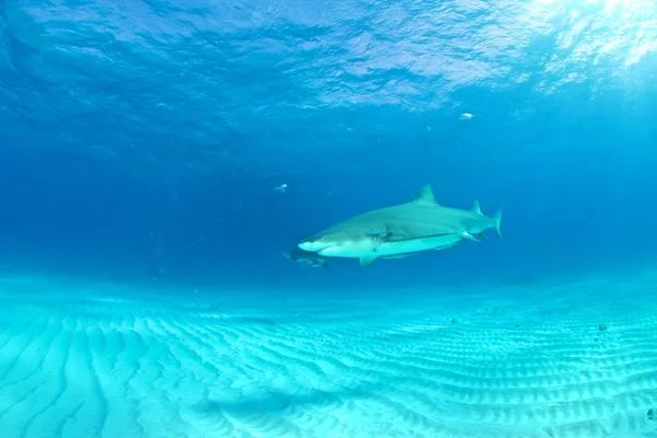 Lemon shark dykning — Stockfoto