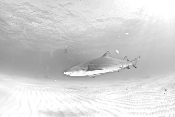 Lemon shark diving — Stock Photo, Image