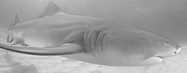Citrom cápa búvárkodás — Stock Fotó