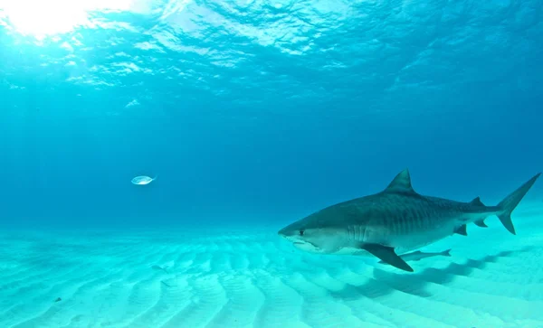 Tiger shark duiken — Stockfoto