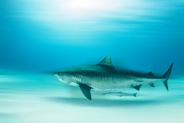 Καταδύσεις καρχαρία τίγρη — Φωτογραφία Αρχείου