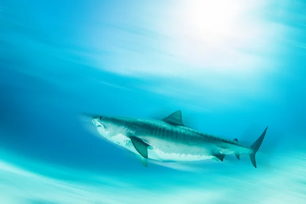 Прыжки в тигровую акулу — стоковое фото