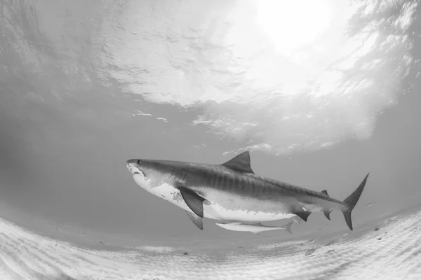 Tiger shark diving — Stock Photo, Image