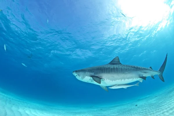Mergulho de tubarão tigre — Fotografia de Stock
