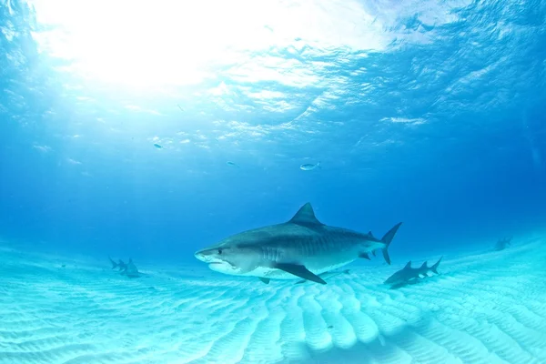 Mergulho de tubarão tigre — Fotografia de Stock
