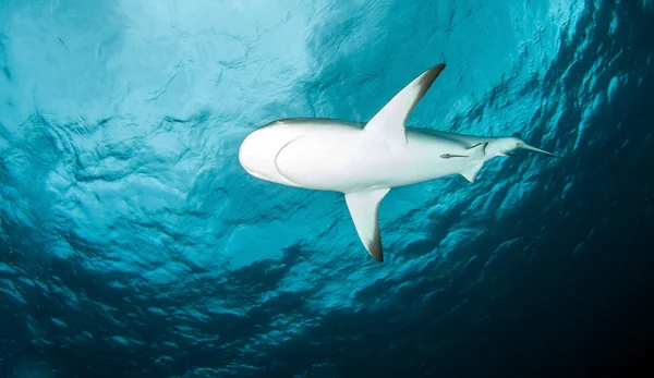 Squalo della barriera corallina dei Caraibi — Foto Stock