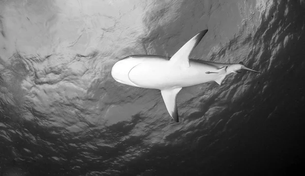 Requin de récif des Caraïbes — Photo