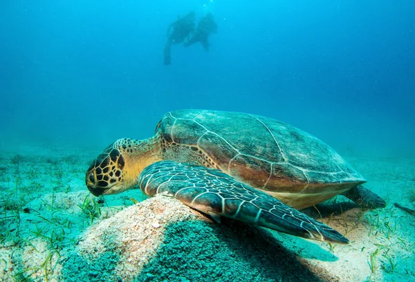 Морская черепаха в Турции — стоковое фото