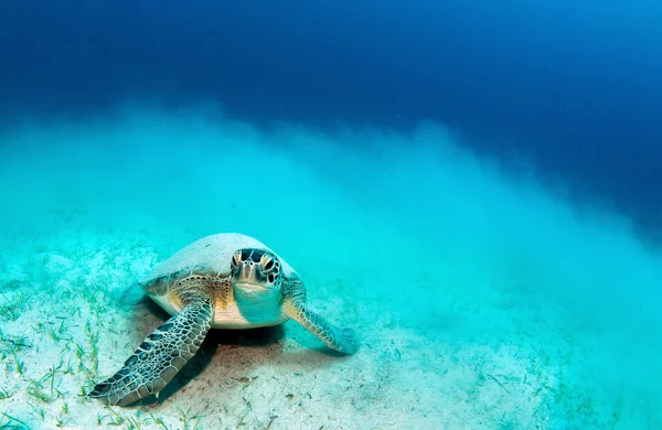 Tortue de mer pendant une plongée sous-marine — Photo