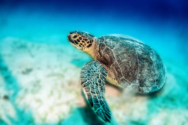 Meeresschildkröte bei Truthahn — Stockfoto