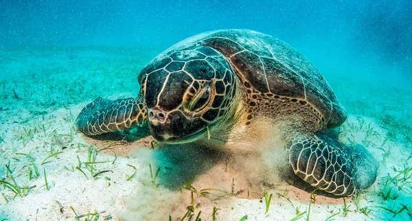 Tortuga marina en Kas, Turquía — Foto de Stock