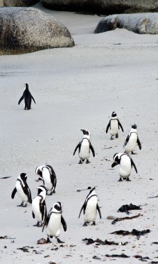 Penguin in Simons Town, SA clipart