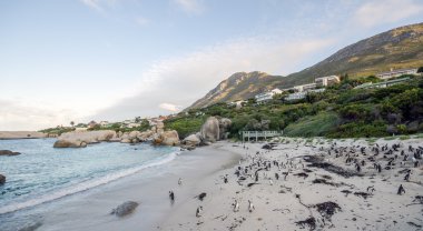 Penguen Simons Town, Sa