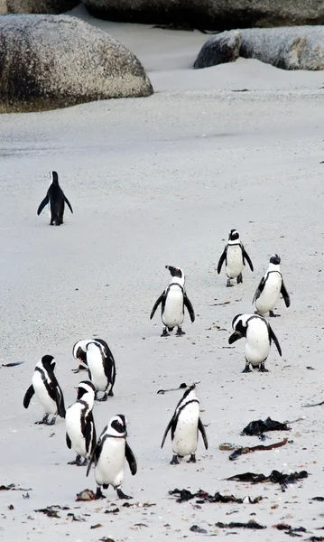 Penguin in Simons Town, SA — Stock Photo, Image