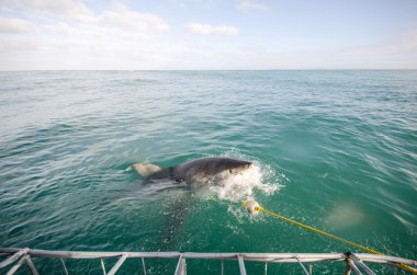 Büyük beyaz köpekbalığı
