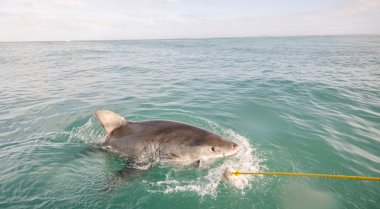 Büyük beyaz köpekbalığı