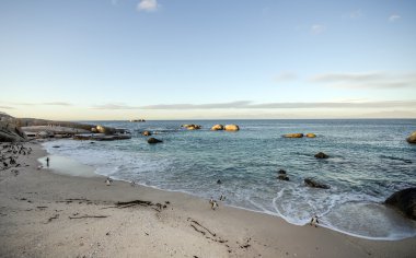 Simons Town, penguenler
