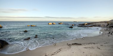 Simons Town, penguenler