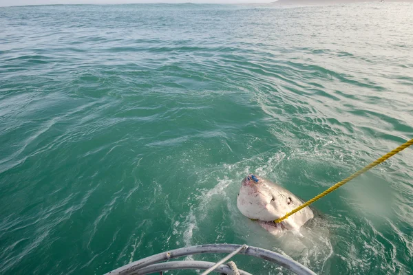 Gran tiburón blanco — Foto de Stock