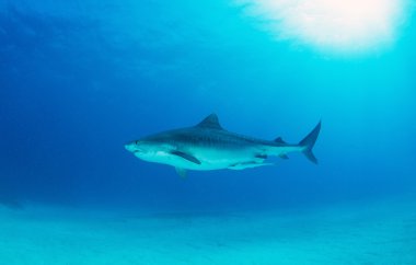 Kaplan köpekbalığı bir tüplü dalış sırasında