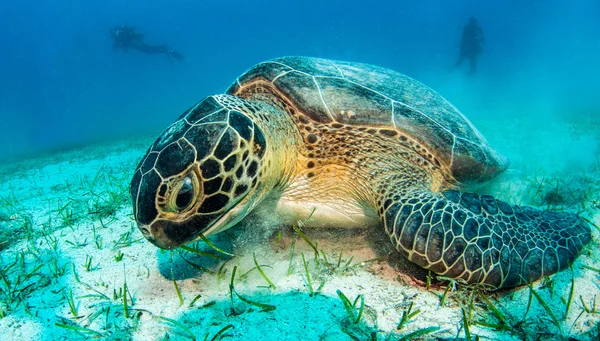 Tortuga marina durante un buceo en Turquía — Foto de Stock