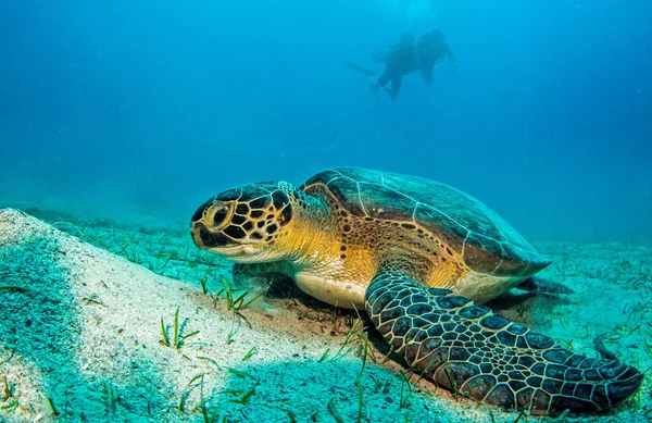 Морская черепаха во время подводного плавания в Турции — стоковое фото