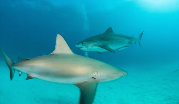 Tiger shark στις Μπαχάμες — Φωτογραφία Αρχείου