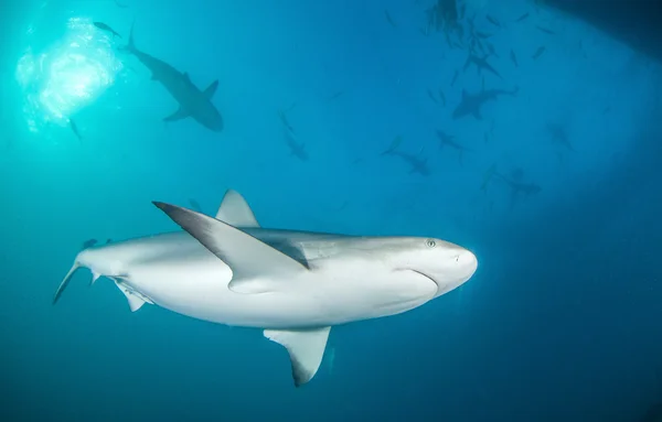 Squalo della barriera corallina dei Caraibi — Foto Stock