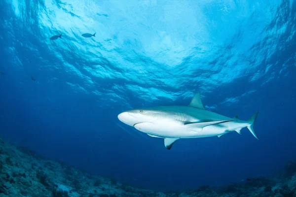 Tiburón arrecife del Caribe — Foto de Stock