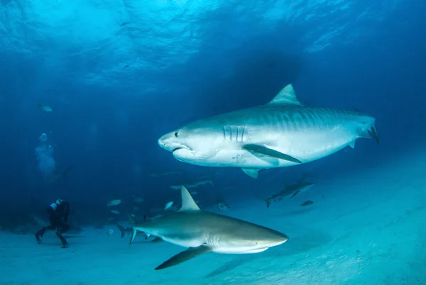 Tiger shark op Bahama 's — Stockfoto