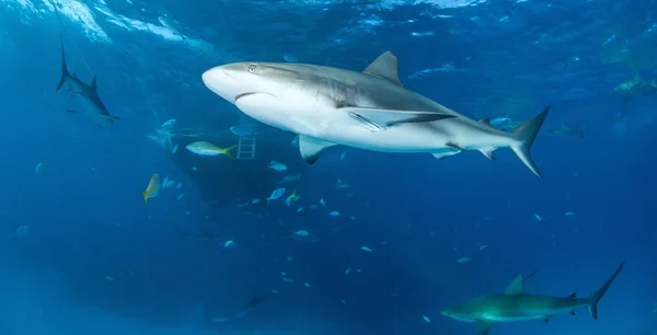 Caribbean reef shark Stock Photo