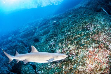 beyaz uç resif köpekbalığı