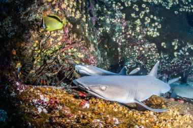 beyaz uç resif köpekbalığı